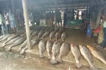 வலையில் சிக்கிய அபூர்வ மீன்! ஒரே நாளில் கோடீஸ்வரர் ஆன மீனவர்.. சுவாரஸ்ய தகவல்