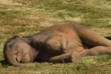 அசந்து தூங்கும் குட்டி - எழுப்ப போராடும் தாய் யானை...இறுதியில் இப்படி ஒரு நிலையா?