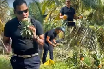 இலங்கை ReeCha பண்ணையில் அன்னாசிபழ அறுவடை... நீங்களும் ஈஸியாக சம்பாதிக்கலாம்