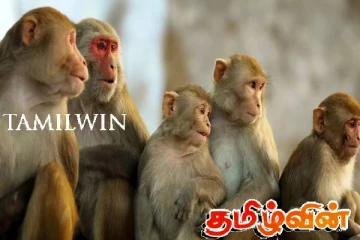 குரங்கின கணக்கெடுப்பு அறிக்கை தாமதம்: காரணம் வெளியானது