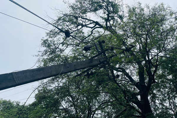 யாழில் ஏற்பட்ட பாரிய அசம்பாவிதம்: போக்குவரத்து தடை! | Tree Fell In Jaffna Causing Traffic Disruption