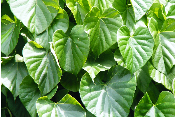 நீரிழிவு கொல்லி… சுகரை ஓட ஓட தாக்கி அழிக்கும் பானம்! | From Fighting Dengue To Diabetes