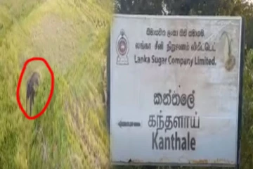 காயமடைந்த யானையின் பரிதாப நிலை: மக்கள் விடுத்துள்ள கோரிக்கை (Video)