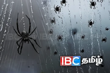 வெளிநாடொன்றில் பொழிந்த சிலந்தி மழை...! வைரலாகும் காணொளி