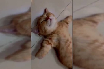 சாப்பிட்டது போதும்.. விட்டத்தை பார்த்து ஓய்வெடுத்த பூனை! ட்ரெண்டிங் வீடியோ