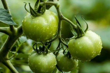 பச்சை தக்காளி சாப்பிடுவதனால் உடலுக்கு இவ்வளவு நன்மைகள் கிடைக்கின்றதா?