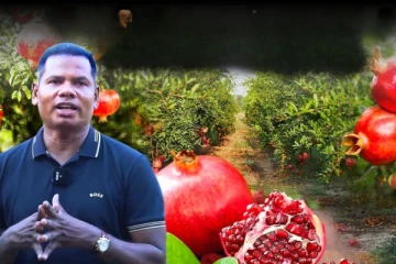 இயக்கச்சி றீச்சாவில் மக்களுக்கு காத்திருக்கும் புதிய அனுபவம்