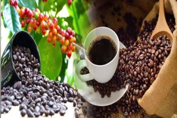 காபி ஒரு பழமா? காபி பற்றிய சுவாரஸ்யமான தகவல்