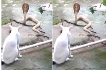 வீட்டு முன்பு படமெடுத்து ஆடிய நாகம் - 30 நிமிடம் போராடி குடும்பத்தினரை காப்பாற்றிய செல்லப்பூனை!