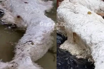 පුදුමයෙනුත් පුදුමයට පත් කරමින්, වෙරළ තීරයකට ගසාගෙන ආ දියකිඳුරිය?.. (PHOTOS)
