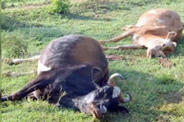 அடுத்தடுத்து செத்து மடிந்த உயிர்கள்...  பீதியில் உறைந்து போன மக்கள்