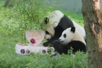 அமெரிக்காவில் தனது முதல் பிறந்தநாளைக் கொண்டாடிய பாண்டா கரடி