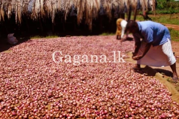 රතු ළූණු ගොවීන්ට සුබ පණිවිඩයක්. - රජයෙන් නොමිලේ ලබාදෙන්න යන දේ මෙන්න.