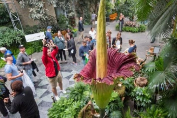 அமெரிக்காவில் முதல் முறையாக பூத்த அதிசய மலர் (PHOTO)