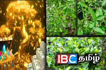 தீராத பண கஷ்டத்தையும் தீர்க்கும் 7 செடிகள் : உங்கள் வீட்டிலும் உள்ளதா?