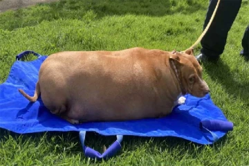 நியூசிலாந்தில் செல்ல நாய்க்கு அளவுக்கு அதிகமாக உணவளித்தவருக்கு ஏற்பட்ட நிலை