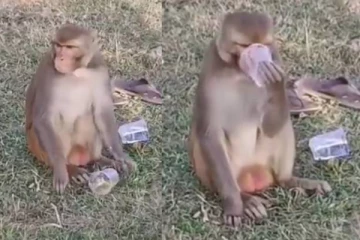 சரக்கடித்து மட்டையாகும் குரங்கு! மனிதர்களையும் ஓவர்டேக் செய்த ஷாக்கிங் வீடியோ