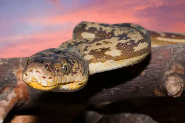 மலைப்பாம்பின் உடலுக்குள் பெண்ணின் சடலம்! | Corpse Woman Inside Body Of A Python Malaysia