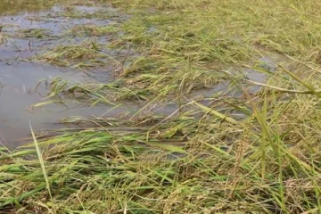 கிளிநொச்சியில் பெரும்போக பயிர்செய்கையின் அழிவு குறித்து வெளியான தகவல்