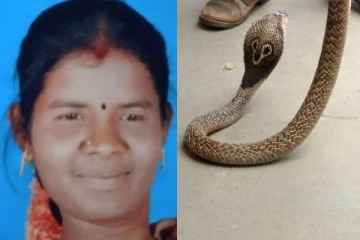 கடித்து கொன்ற பெண்ணின் வீட்டிற்கு 8 நாட்கள் கழித்து மீண்டும் வந்து உயிரைவிட்ட நல்ல பாம்பு!
