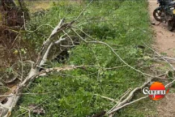 යතුරුපැදියක් මතට ගසක අත්තක් කඩා වැටී එකම පවුලේ හතරක් යටවෙයි