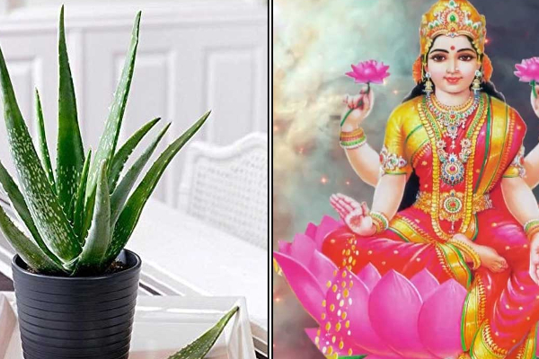 செல்வத்தை அள்ளித்தரும் கற்றாழை : எந்த திசையில் நட வேண்டும் தெரியுமா? | Which Direction Plant A Aloe Vera Increase Wealth