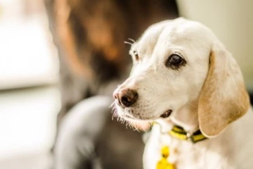 உயிரிழந்த இளைஞனின் சடலத்தை உரிமையுடன் பாதுகாத்த நாய் - இலங்கையில் நடந்த துயரம்