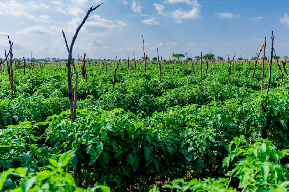 வடமாகாணத்தில் மழைவீழ்ச்சி அதிகரிப்பால் சிறுபோகச் செய்கை 81.5% ஆக உயர்வு | Agriculture Improves Due To Increased Rainfall