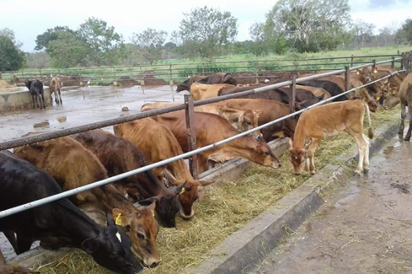 சட்டவிரோத கட்டுமானங்களுக்கு இடமளிக்கப்படாது : அநுர அதிரடி அறிவிப்பு | Unauthorized Construction Will Not Be Permitted சட்டவிரோத கட்டுமானங்களுக்கு இடமளிக்கப்படாது : அநுர அதிரடி அறிவிப்பு | Unauthorized Construction Will Not Be Permitted