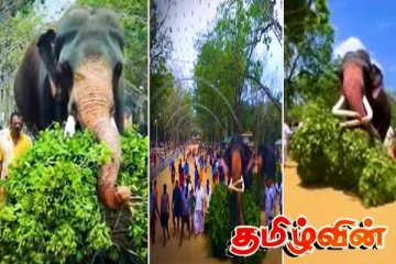 கதிர்காமத்தில் பந்தலமைக்க உதவி செய்யும் யானை: இணையத்தில் பரவும் காணொளி
