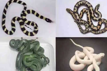 தாய்லாந்தில் இருந்து 16 அரிய வகை பாம்புகளை கடத்திய பயணி கைது