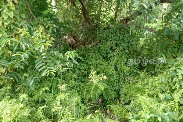முல்லைத்தீவில் இப்படியொரு இடமா! மறக்கப்பட்ட வௌவால்வெளி | Mullaitivu Tourist Ariya Sri Lanka Tourism