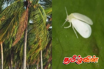 யாழில் வெள்ளை ஈயின் தாக்கத்திலிருந்து தென்னைகளை பாதுகாக்க விசேட வேலைத்திட்டம்