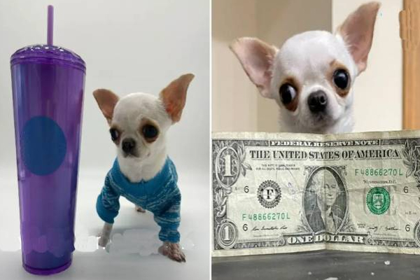 கின்னஸ் உலக சாதனை பக்கத்தில் இடம்பிடித்த நாய்க்குட்டி! | The Puppy On The Guinness World Records