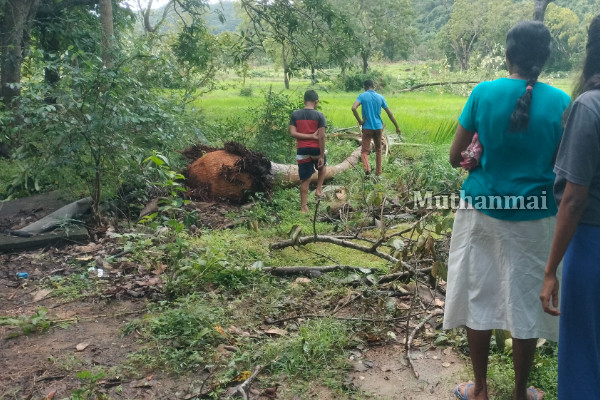 காட்டு யானைகளால் அவதியுறும் கந்தளாய் மக்கள்! | Elephants Attack In Kandalai காட்டு யானைகளால் அவதியுறும் கந்தளாய் மக்கள்! | Elephants Attack In Kandalai