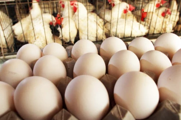 කුකුළු මස් හා බිත්තර මිල අහස උසට නගී