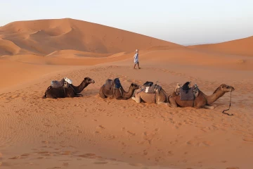 பாலைவன மணலில் சாலைகள் அமைக்கும் புதிய தொழில்நுட்பம்