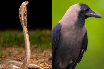 இந்த உயிரினங்களிடம் உஷாரா இருங்க.. எத்தனை ஆண்டுகளானாலும் மனிதர்களை பழிவாங்குமாம்!