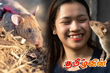கம்போடியாவில் கண்ணிவெடிகளை கண்டுபிடிக்கும் எலி! புதிய கின்னஸ் சாதனை