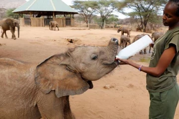 கென்யாவில் யானைக்கு ஆட்டுப்பால்