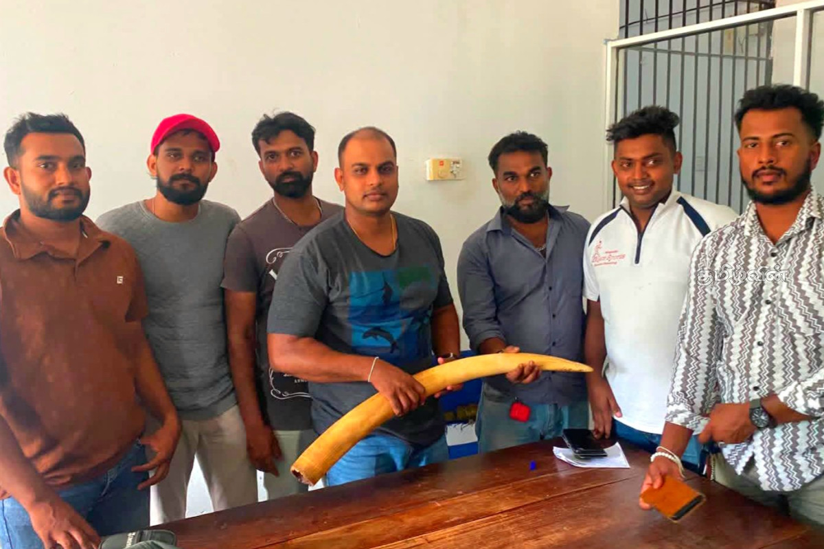 நிலாவெளியில் யானைத் தந்தங்களுடன் ஒருவர் கைது! | Person Arrested With Elephant Tusks In Nilaveli