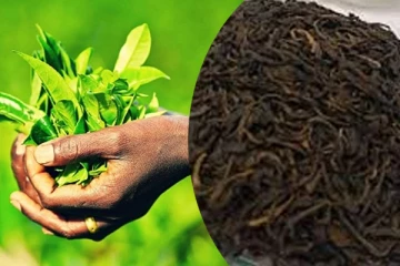 தேயிலை கூட கெட்டுப்போகும்னு உங்களுக்கு தெரியுமா? கண்டுபிடிக்க எளிய வழி இதோ