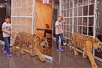 புலியுடன் நடைபயிற்சி செல்லும் சிறுவன் : வைரலாகும் காணொளி