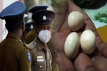 நாட்டில் பல கோடி ரூபாய் பெறுமதியான கஜமுத்துக்களுடன் சந்தேகநபர்கள் கைது