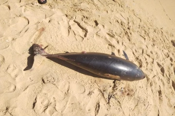 அளம்பில் கடற்கரையில் உயிரிழந்த நிலையில் கரை ஒதுங்கிய  5 டொல்பின்கள்