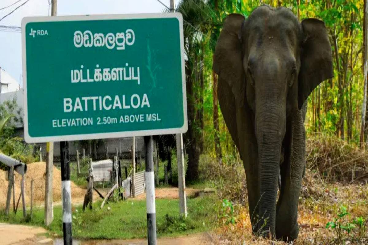 மட்டக்களப்பில் யானைகளின் அட்டகாசம் அதிகரிப்பு - பொதுமக்களுக்கு விடுக்கப்பட்ட எச்சரிக்கை | Elephant Rampage Increases In Batticaloa மட்டக்களப்பில் யானைகளின் அட்டகாசம் அதிகரிப்பு - பொதுமக்களுக்கு விடுக்கப்பட்ட எச்சரிக்கை | Elephant Rampage Increases In Batticaloa