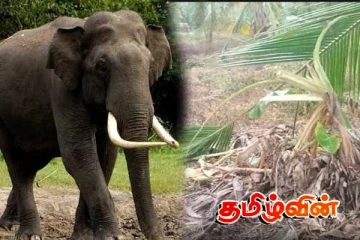 கந்தளாயில் குடியிருப்புக்குள் காட்டு யானை புகுந்து அட்டகாசம்