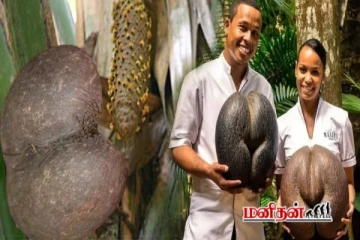 தங்கத்தை விட விலையுயர்ந்த தேங்காய் - இதனால் என்ன பயன், ஏன் இவ்வளவு விலை?