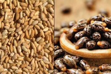 இந்த சிறிய விதைகளுக்கு இத்தனை மருத்துவ குணங்களா? மலச்சிக்கல் முதல் இரத்த சோகை வரை தீர்வு தருமாம்!