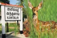 கந்தளாய் பகுதியில் மானை வேட்டையாடிய குடும்பலில் ஒருவர் கைது..!